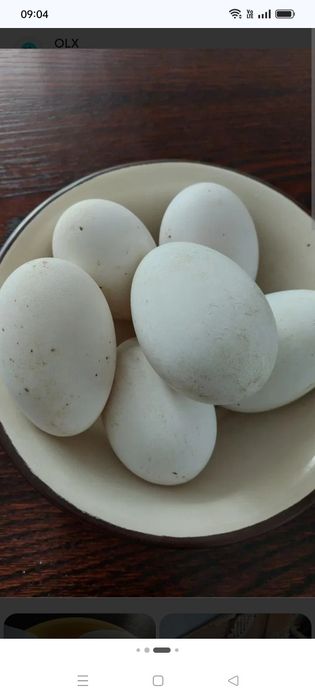 Jaja gęśi  białej