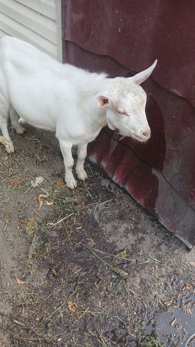 Продаються породисті красунчики для спарювання  з доставкою