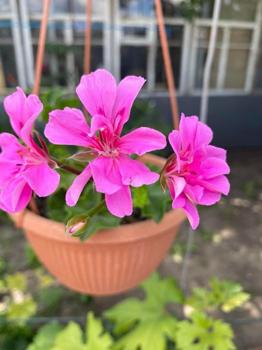 Пеларгонія  свіжий зріз