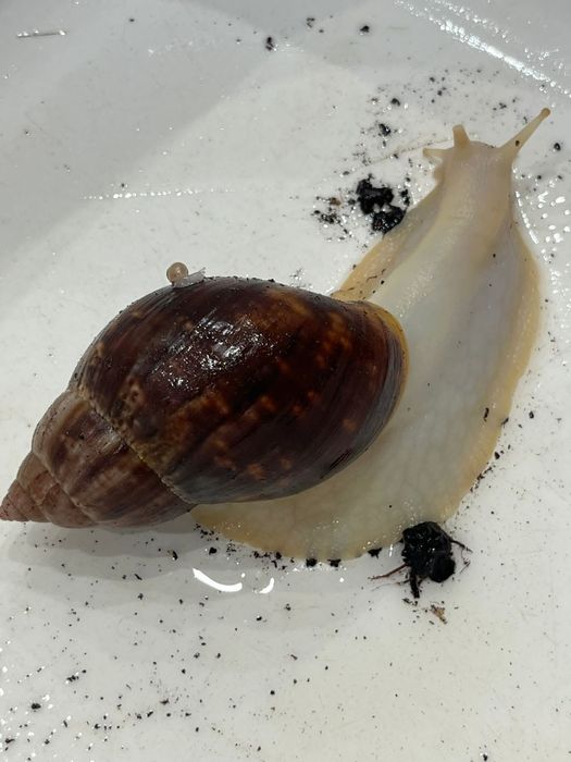 Achatina fulica Oddam