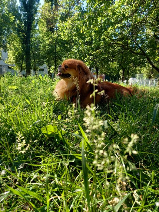 Пекинес Боня ищет невесту!!!