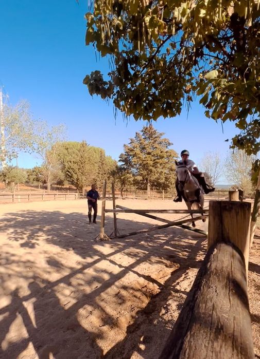 Égua cruzada Lusitano