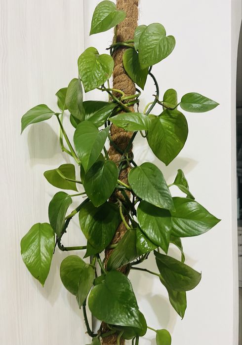 Вазон, кімнатна рослина епіпремнум 190 см