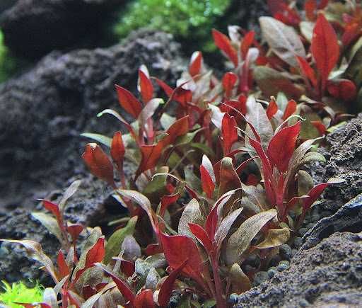 Альтернантера Мини. Рослини для акваріума