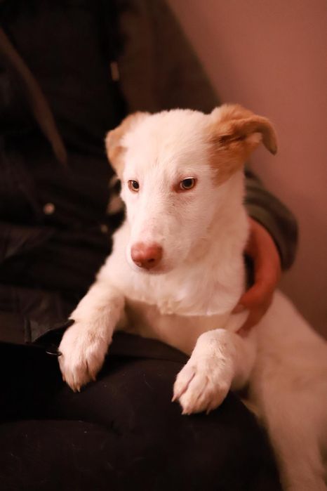 Troszkę nieśmiała ale wrażliwa i oddana suczka szuka domu