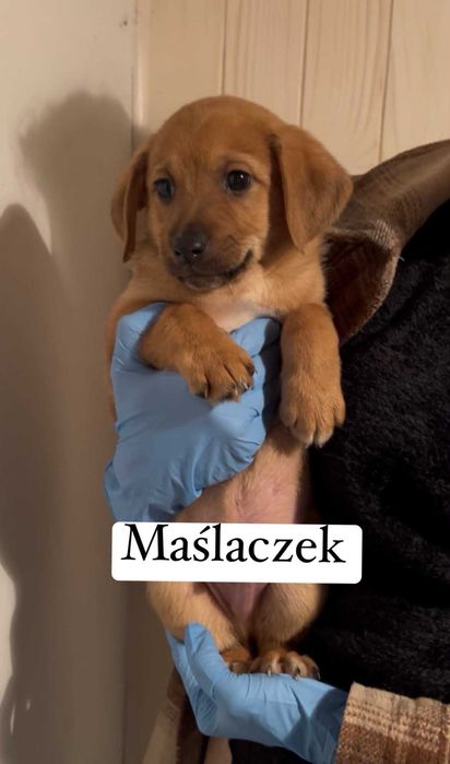 Szczeniaki do adopcji