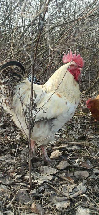 Інкубаційні яйця курей