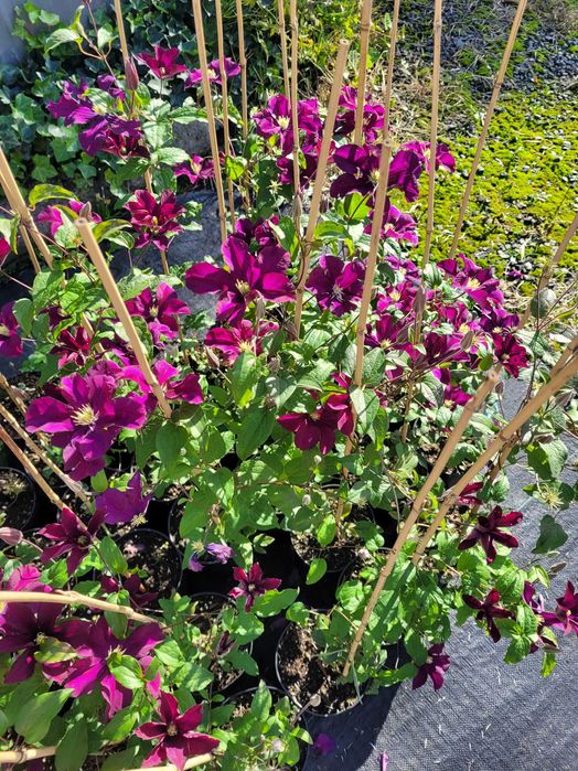 Clematis różne odmiany sprzedaż hurtowa