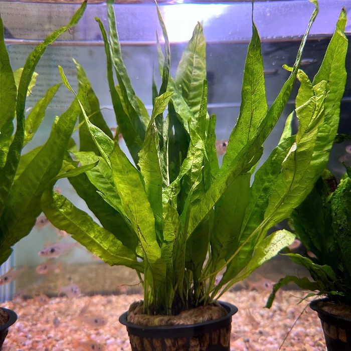 Feto de Java planta aquário