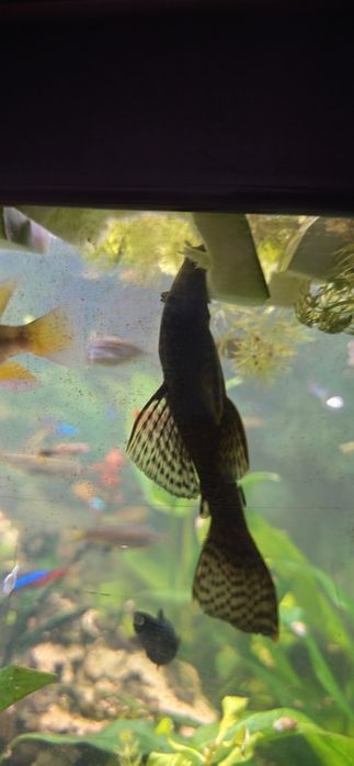 Ancistrus sp, 5.00€ cada
