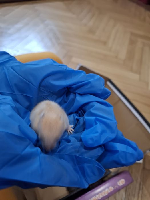 Prawdziwe Chomik syryjski młode domowe