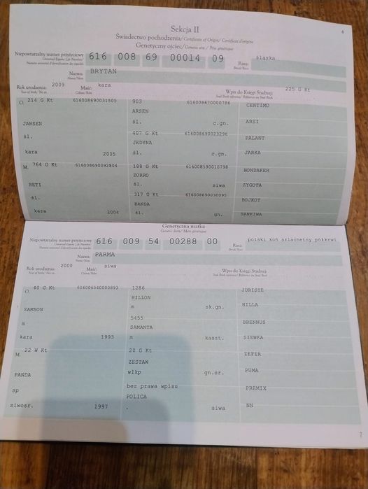 Wałach SP PKS Śląski