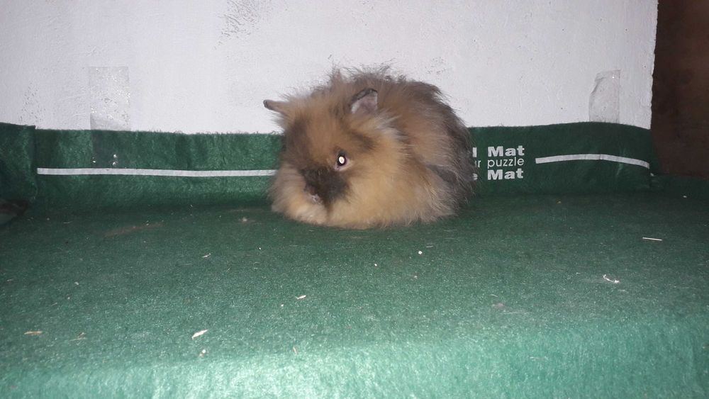 Декоративні карликові кролики