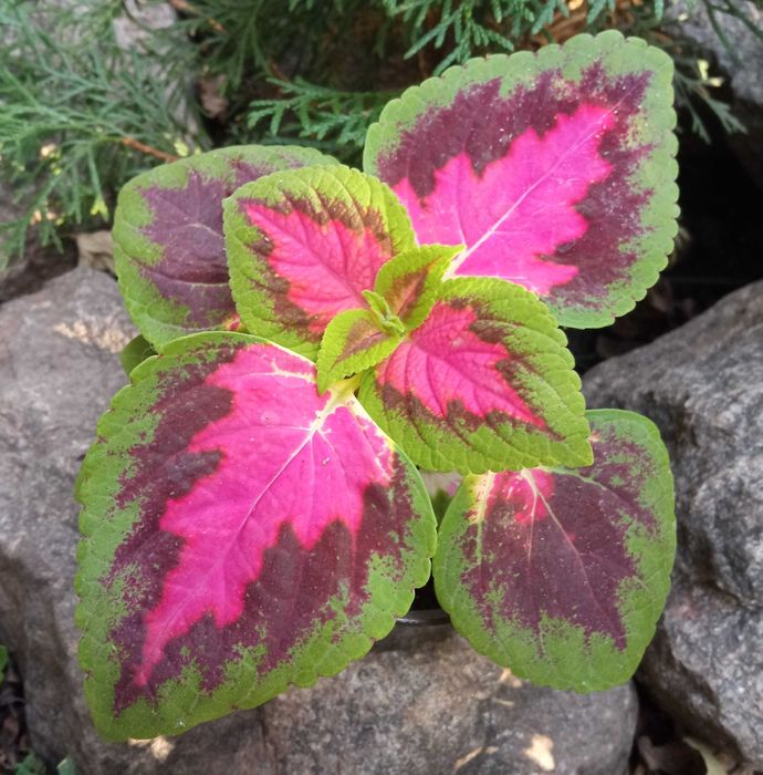 Комнатные растения