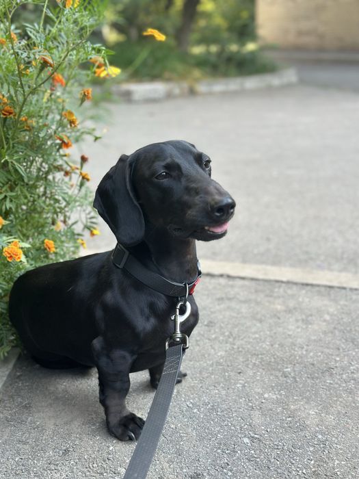 Вʼязка чорна такса, кобель