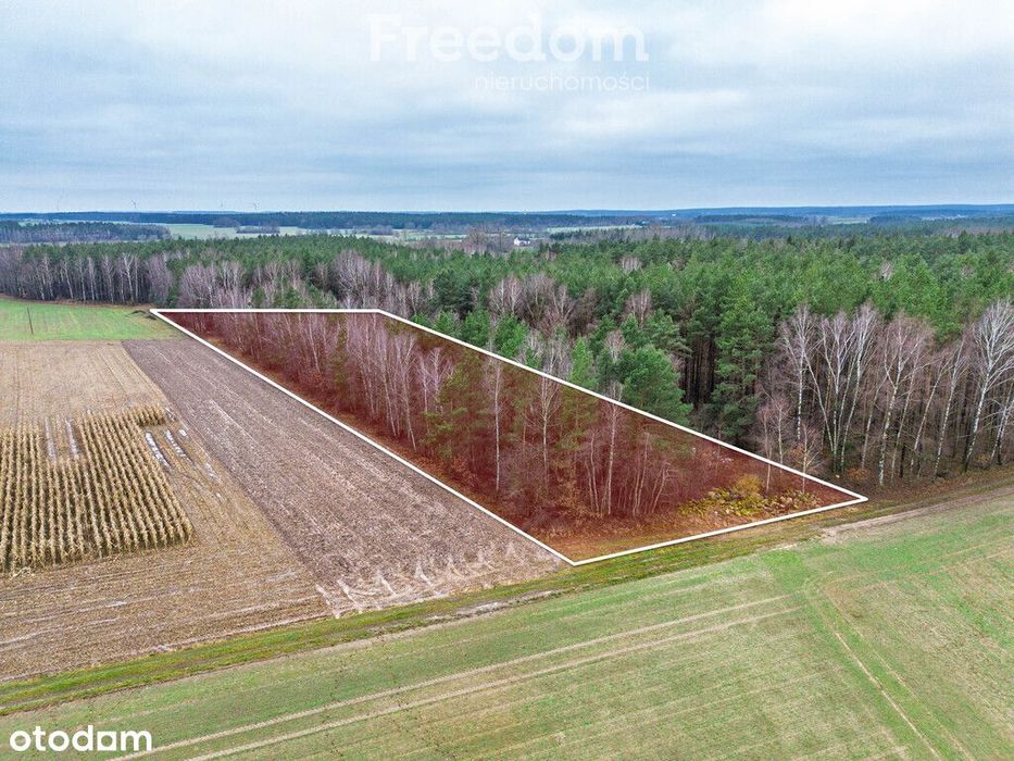 Ponad 1 ha lasu iglastego- Kozdroje