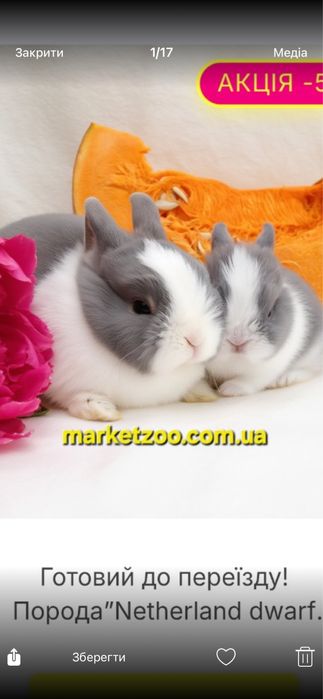 Блакитний кролик
