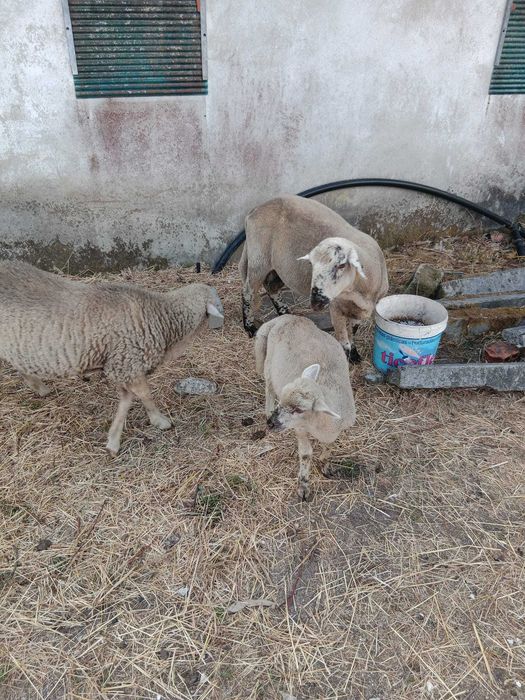 Animais ovinos e caprino