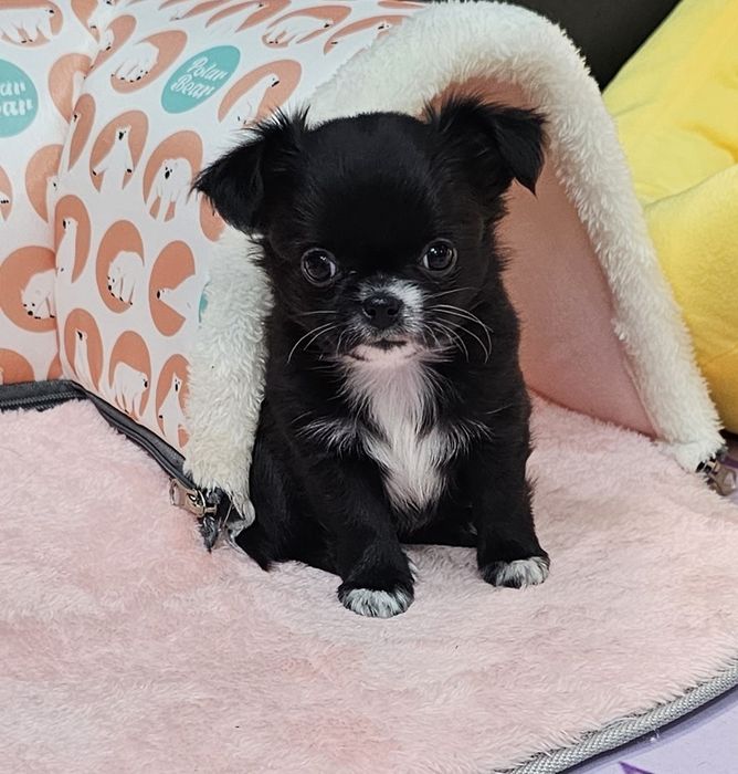 Śliczna czarna długowłosa Vanessa