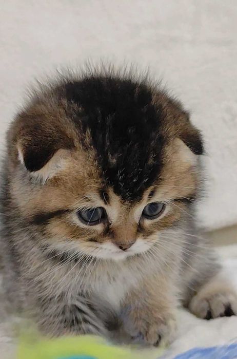 Fêmea Scottish Fold Golden Tabby (dourado tigrado) com alta qualidade de raça.