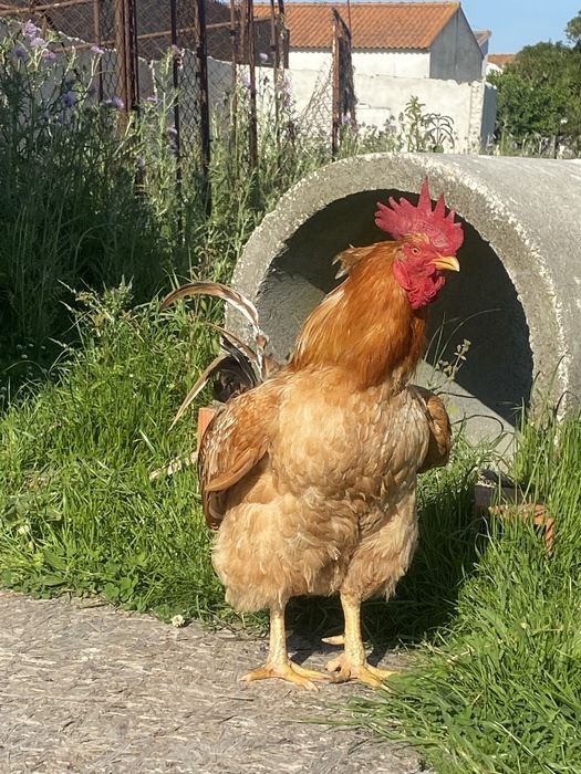 Galo com1 ano e seis meses