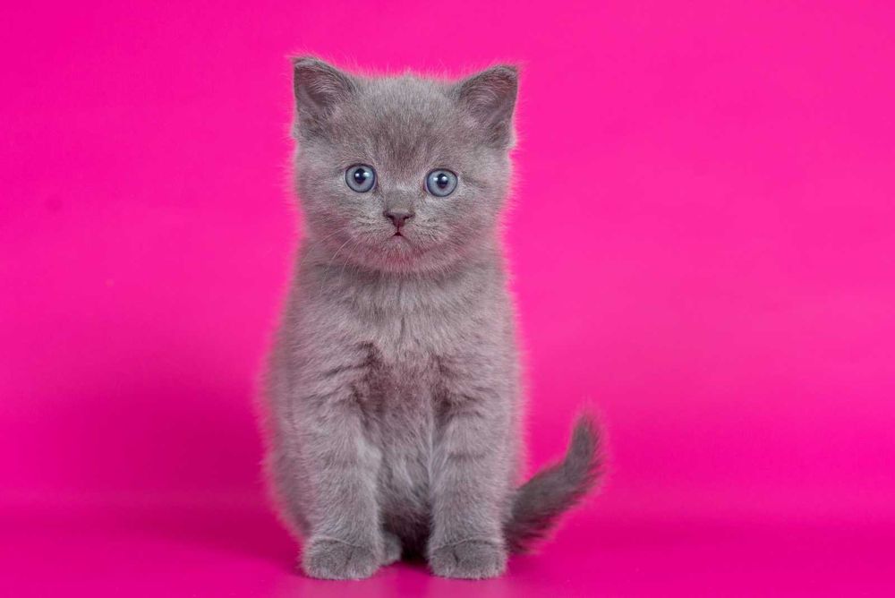 Шотландська прямовуха дівчинка Мая