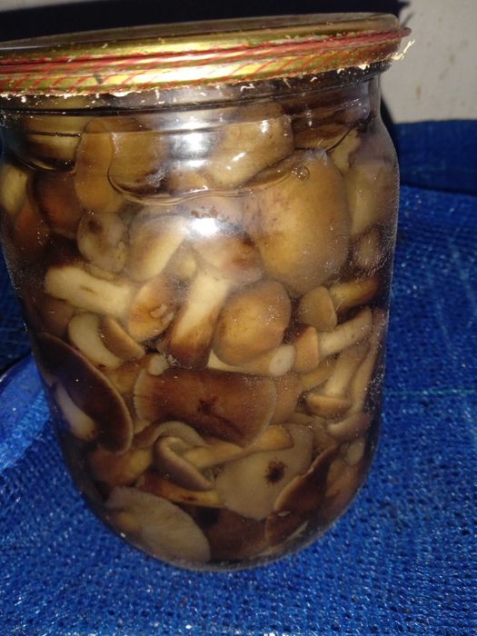 Опеньки мариновані. Банка 0,5 л.