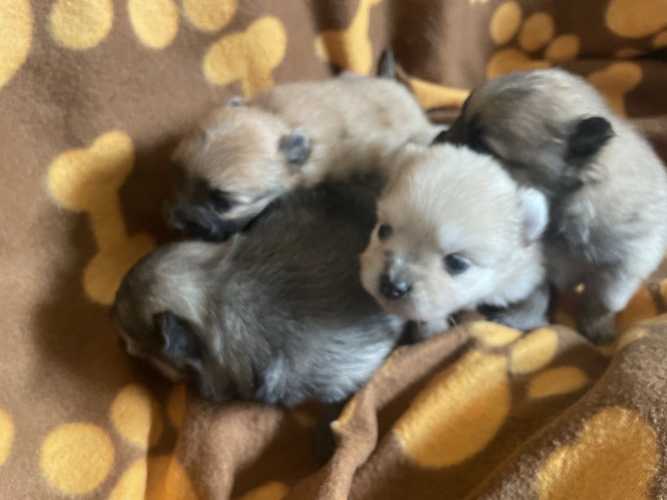 Sptiz  fêmea excelente pequenina