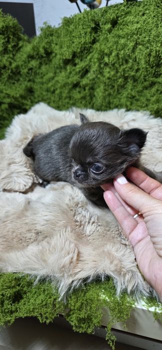 Chihuahua macho pelo longo