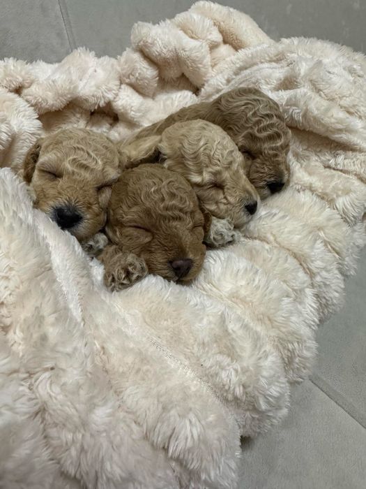 Маленькі цуценята той пудель