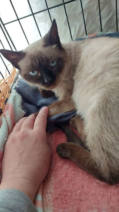 Врятована з вулиці киця, пролікували, стерилізували, розглажуємо)