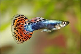Гуппи Гуппі (Poecilia reticulata)