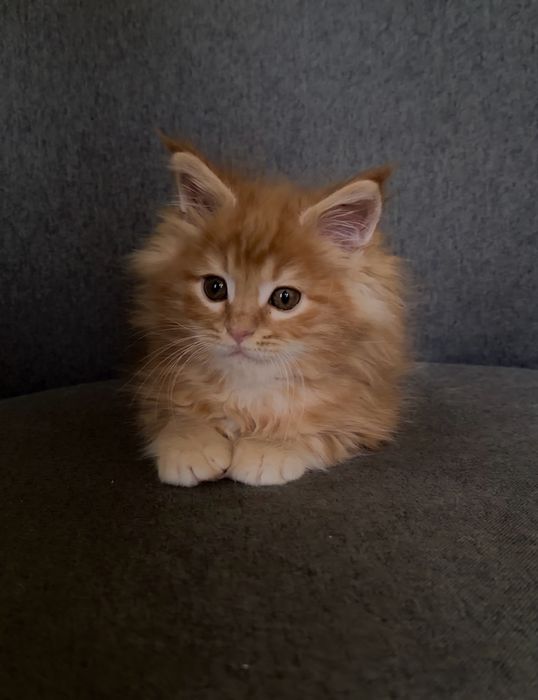 Породисті кошенята мейн кун