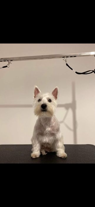 West Highland White Terrier