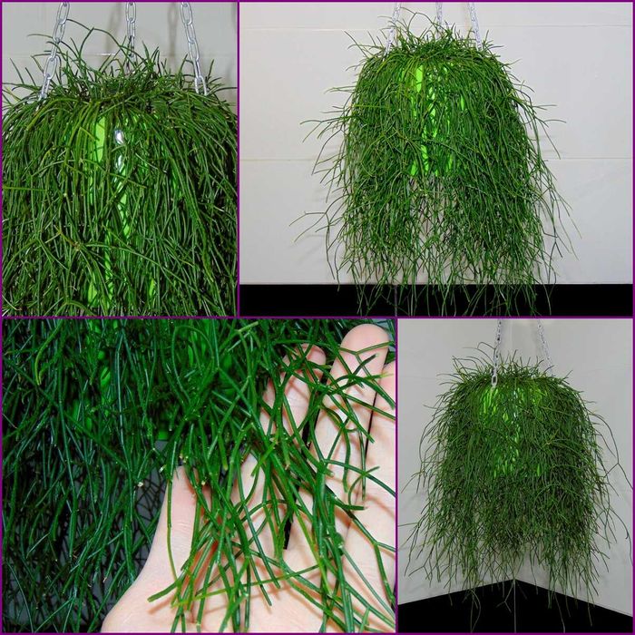 Ріпсаліс волосовидний (Rhipsalis capilliformis)