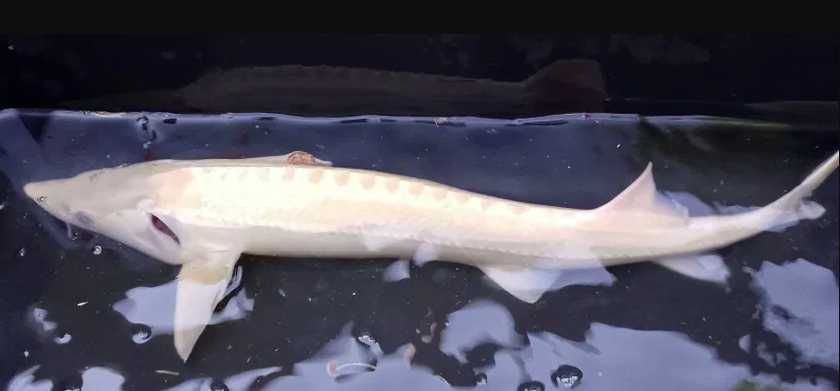Jesiotr Syberyjski albinos - ok. 35cm -  Dostępny na miejscu