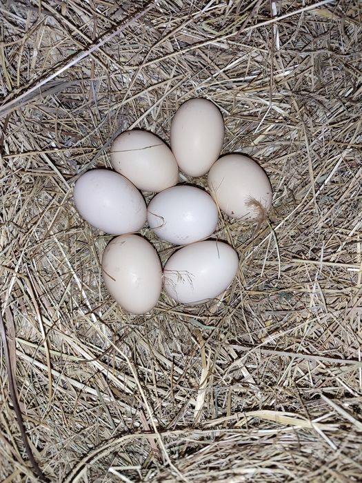 Jajka wiejskie od kur z wolnego wybiegu