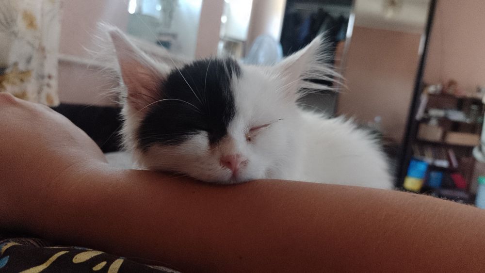 Вітдам кошенят в люблячі руки