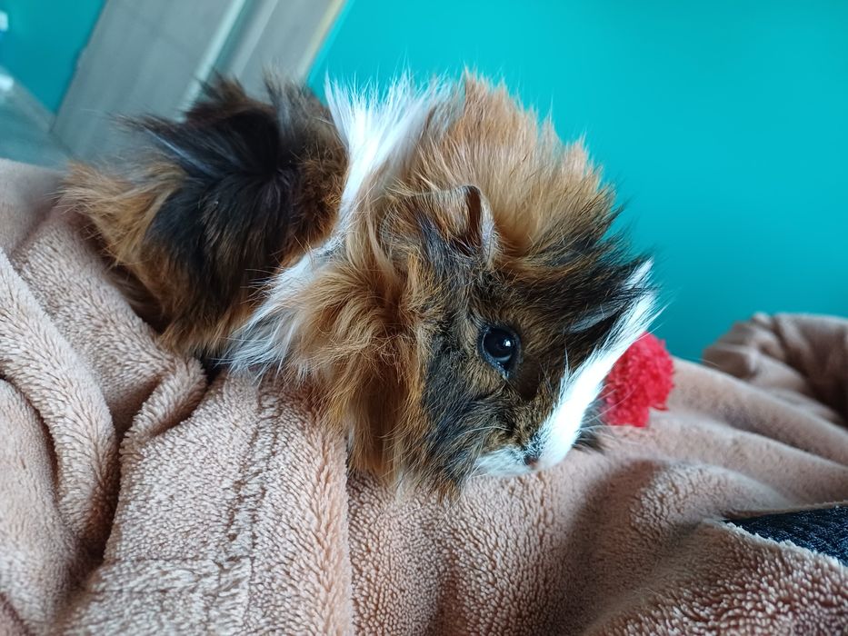 Swinka morska, cavia domowa samczyk