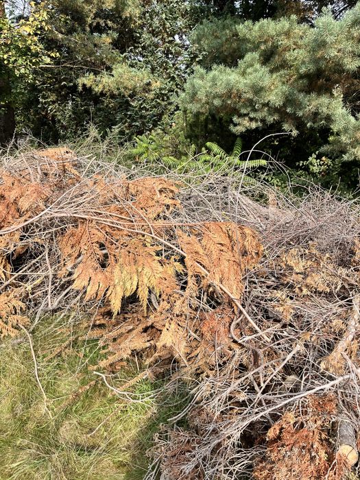 Oddam chrust / suche galezie