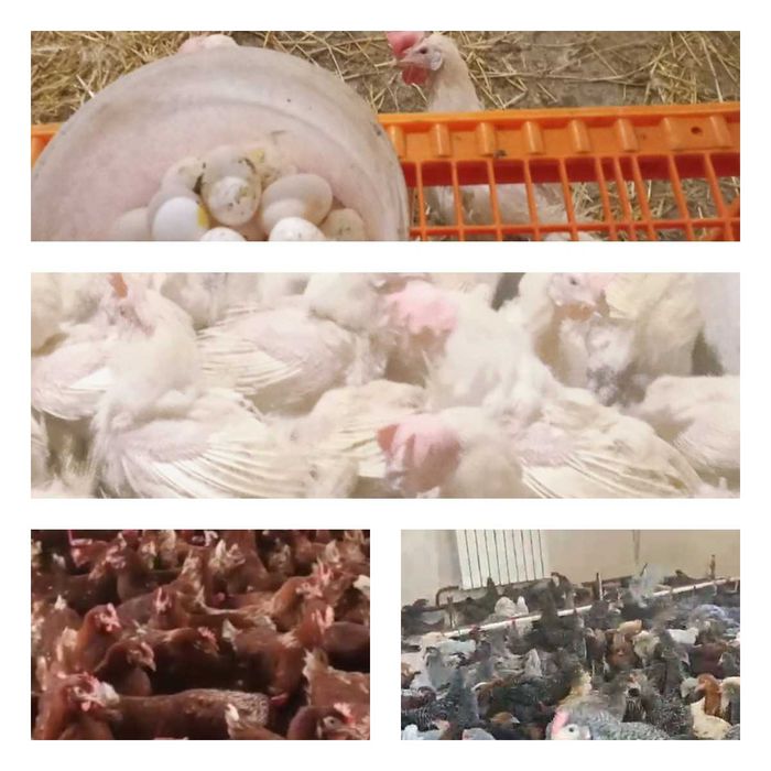 Продам кури несушки! Доставка безкоштовна. Зіньків!