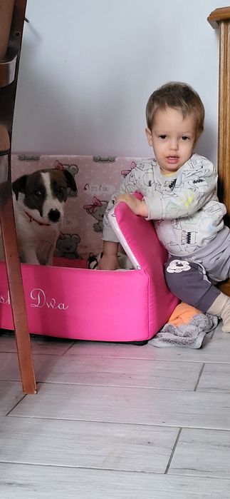 Jack Russell Terrier Suczka Hodowlana 4 lata