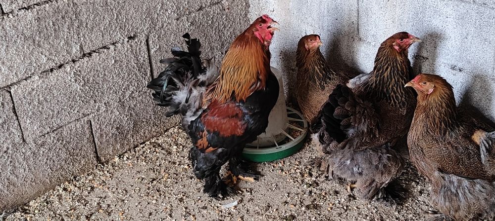 Ovos de galinha brahma perdiz.