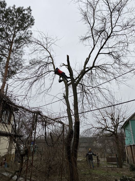 Спил деревьев|Расчистка участка|Обрезка деревьев|Корчевание пней ...