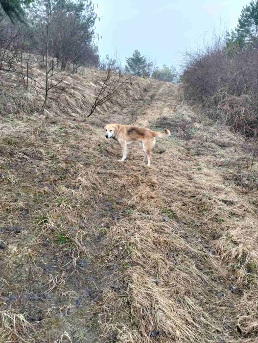 Руска гонча , один рік та 5 місяців