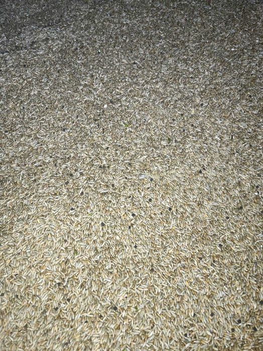 Zboże na sprzedaż żyto owies