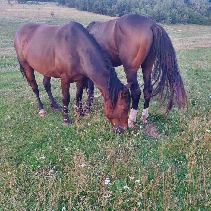 Продам молоді коні