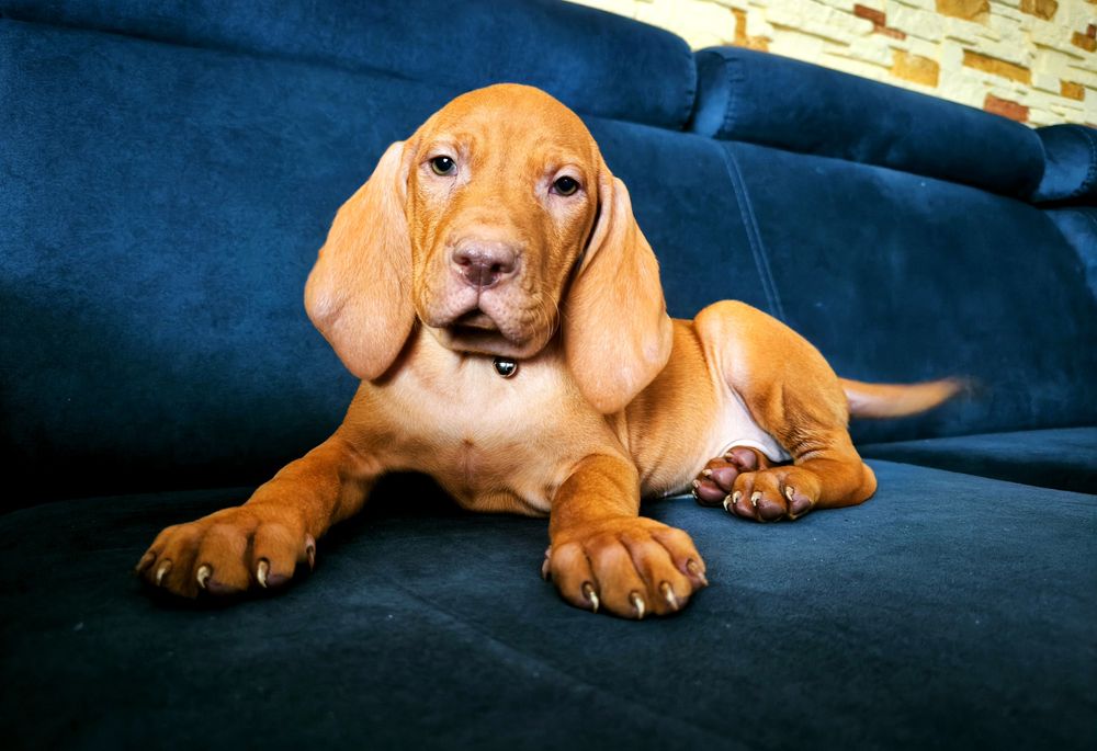 Wyżeł Węgierski Krótkowłosy