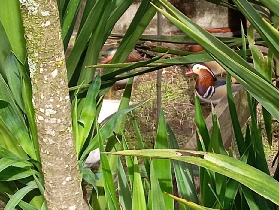 Macho de Pato mandarim