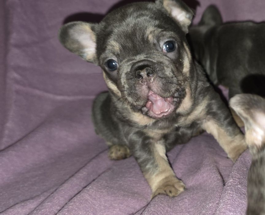 Bulldog frances compacto e lindo